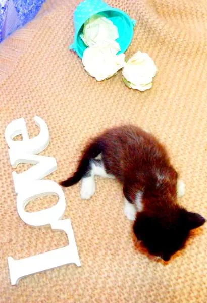 Gato ra a SRD idade Abaixo de 2 meses nome Luigi
