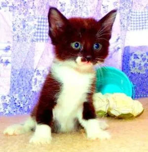 Gato raça SRD idade Abaixo de 2 meses nome Luigi