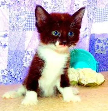 Gato ra a SRD idade Abaixo de 2 meses nome Luigi