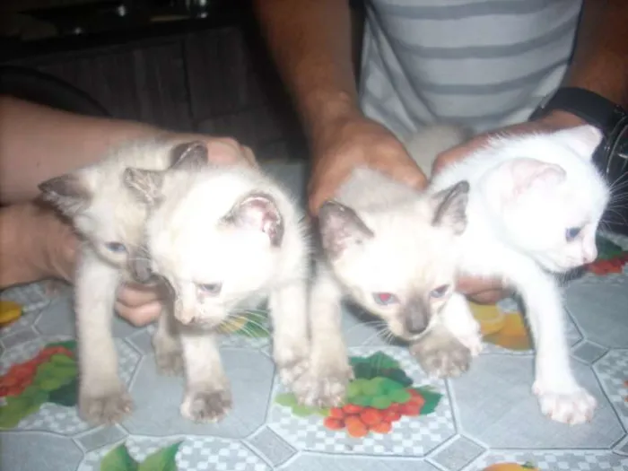 Gato ra a cianes idade Abaixo de 2 meses nome branca de neve