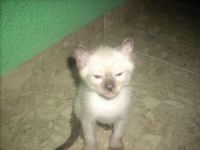 Gato ra a cianes idade Abaixo de 2 meses nome branca de neve