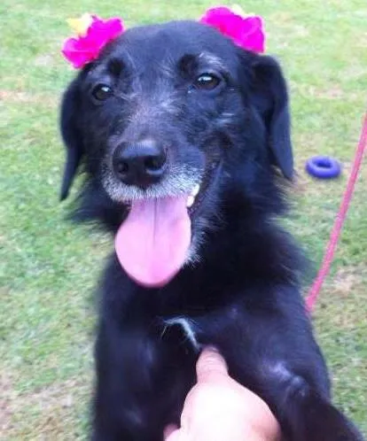 Cachorro ra a srd idade 1 ano nome Pituca