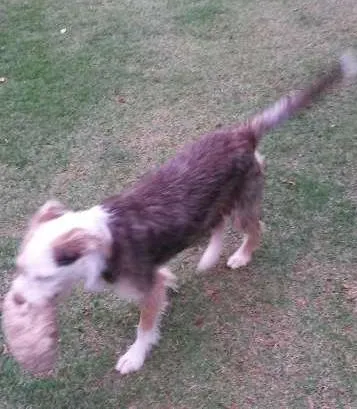 Cachorro ra a SRD idade 1 ano nome Brigite