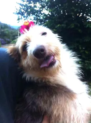 Cachorro raça SRD idade 1 ano nome Brigite