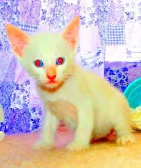 Gato ra a SRD idade Abaixo de 2 meses nome Olaf
