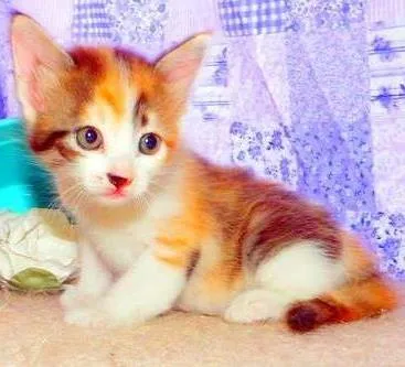 Gato ra a SRD idade Abaixo de 2 meses nome Pandora