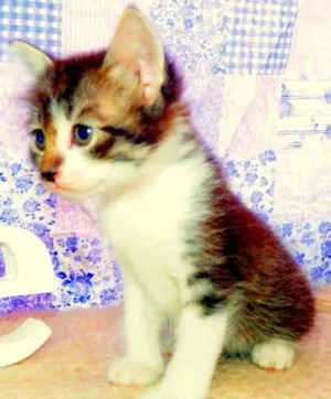 Gato raça SRD idade Abaixo de 2 meses nome Belinha