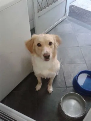 Cachorro raça vira lata idade 1 ano nome Marley