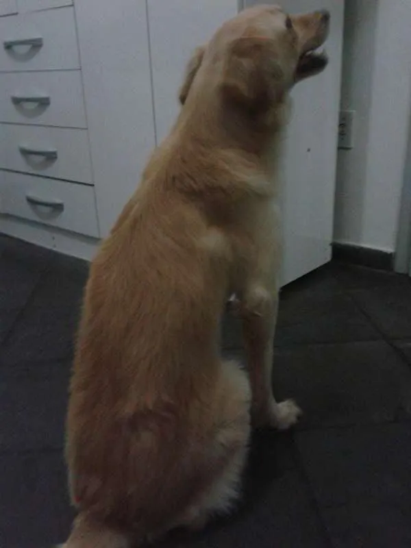 Cachorro ra a vira lata idade 1 ano nome Marley
