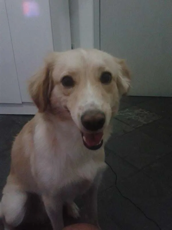 Cachorro ra a vira lata idade 1 ano nome Marley