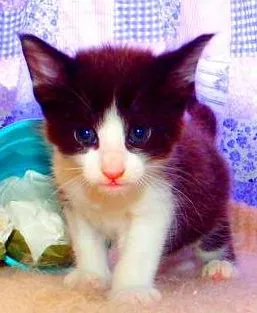 Gato ra a SRD idade Abaixo de 2 meses nome Oliver