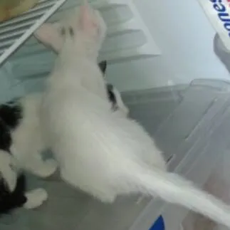 Gato ra a idade 7 a 11 meses nome Simba