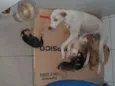 Cadela chamada Bone