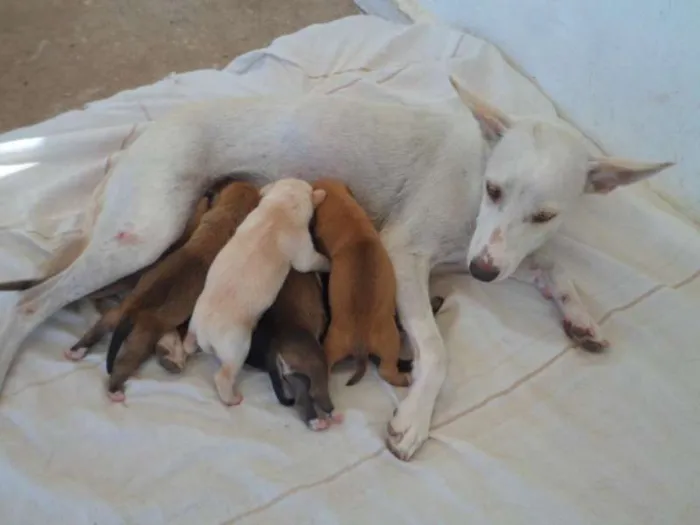 Cachorro ra a sem raça definida idade Abaixo de 2 meses nome Cadela chamada Bone