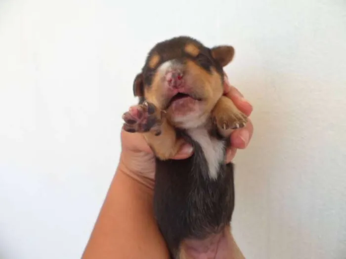 Cachorro ra a sem raça definida idade Abaixo de 2 meses nome Cadela chamada Bone