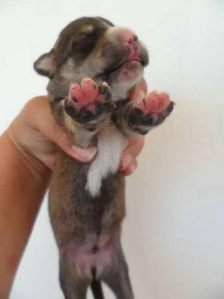 Cachorro ra a sem raça definida idade Abaixo de 2 meses nome Cadela chamada Bone