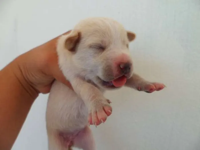 Cachorro ra a sem raça definida idade Abaixo de 2 meses nome Cadela chamada Bone