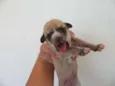Cadela chamada Bone