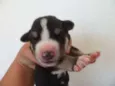 Cadela chamada Bone