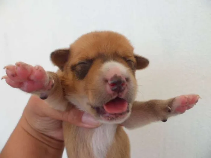 Cachorro ra a sem raça definida idade Abaixo de 2 meses nome Cadela chamada Bone