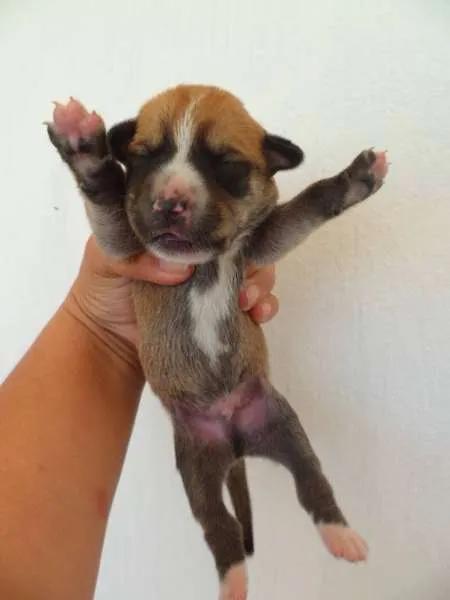 Cachorro ra a sem raça definida idade Abaixo de 2 meses nome Cadela chamada Bone