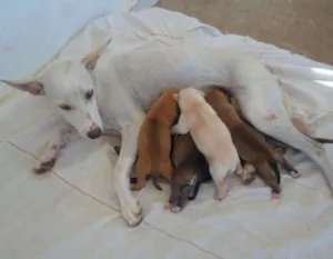 Cachorro raça sem raça definida idade Abaixo de 2 meses nome Cadela chamada Bone