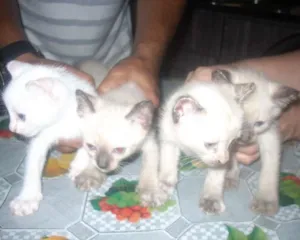 Gato raça cianes idade Abaixo de 2 meses nome branca de neve