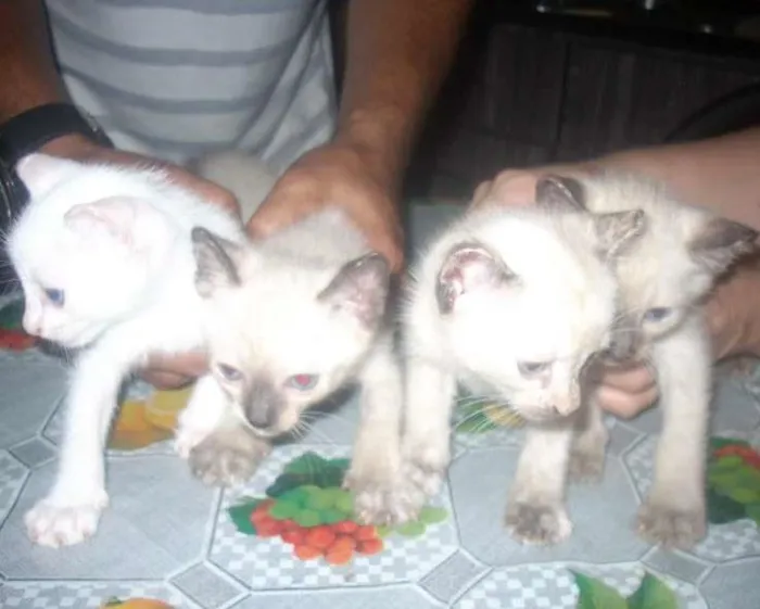 Gato ra a cianes idade Abaixo de 2 meses nome branca de neve