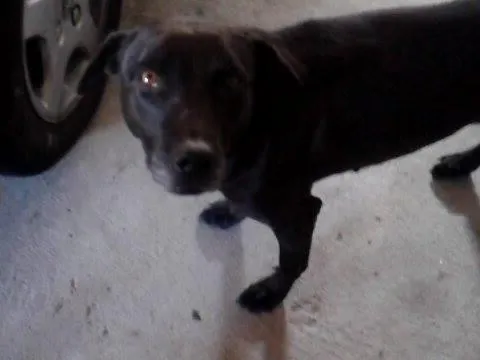Cachorro ra a SRD idade 2 anos nome Dondoca