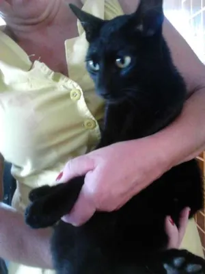 Gato raça SRD idade 2 anos nome Onix