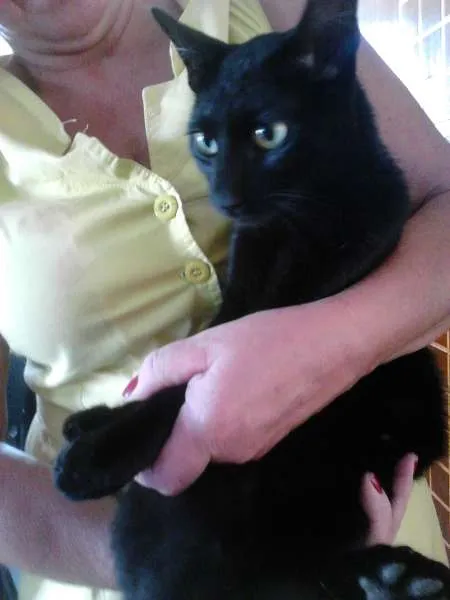 Gato ra a SRD idade 2 anos nome Onix