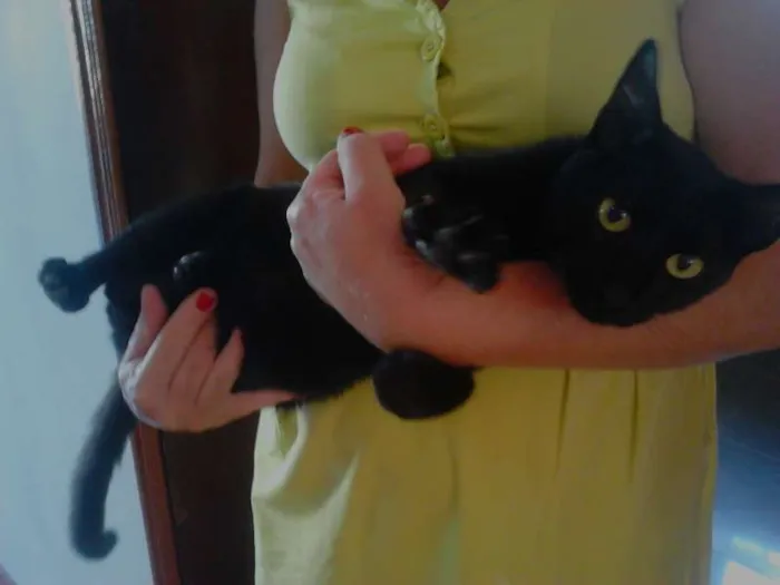 Gato ra a SRD idade 2 anos nome Onix