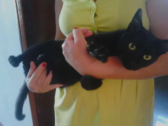 Gato ra a SRD idade 2 anos nome Onix