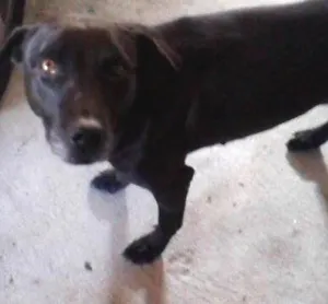 Cachorro raça SRD idade 2 anos nome Dondoca