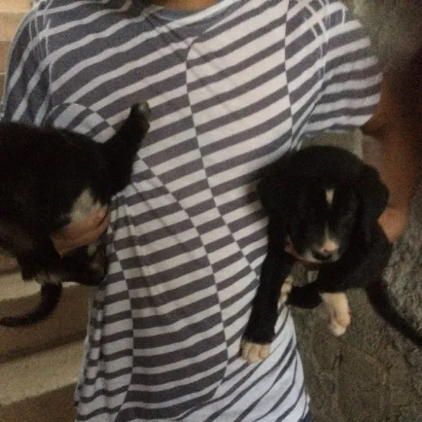Cachorro ra a nao sei idade 2 a 6 meses nome pit