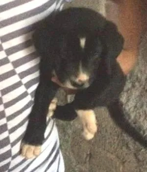 Cachorro ra a nao sei idade 2 a 6 meses nome pit