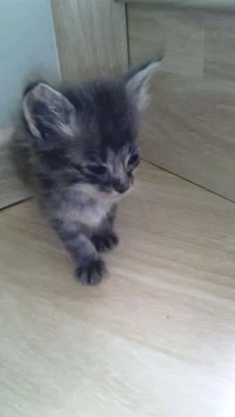 Gato ra a SRD idade Abaixo de 2 meses nome Tom