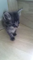 Tom