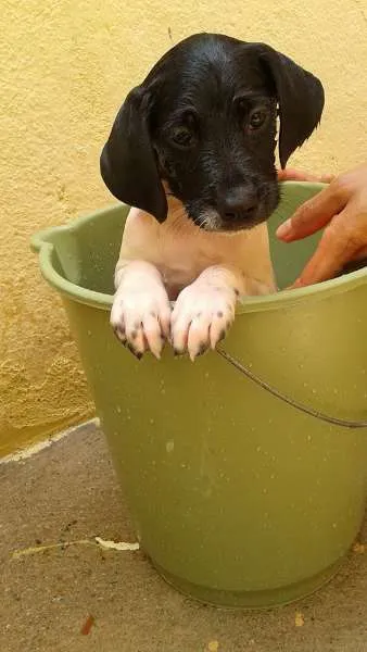 Cachorro ra a vira lata idade 2 a 6 meses nome aladim