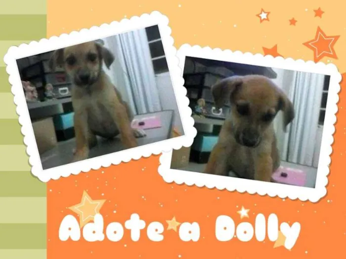 Cachorro ra a Vira Lata idade 2 a 6 meses nome Dolly