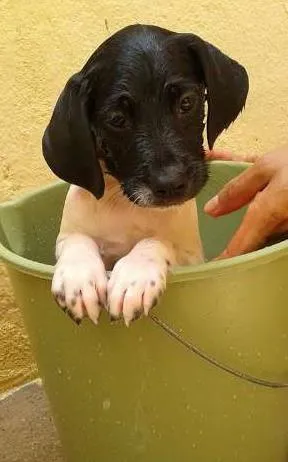 Cachorro ra a vira lata idade 2 a 6 meses nome aladim