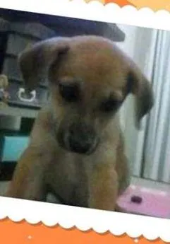 Cachorro ra a Vira Lata idade 2 a 6 meses nome Dolly