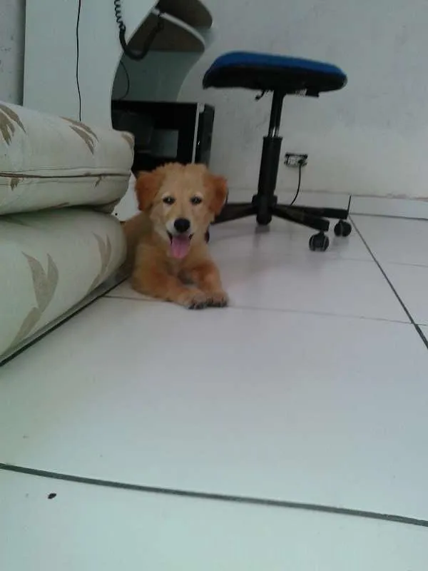 Cachorro ra a golden retriver idade 2 a 6 meses nome Kira