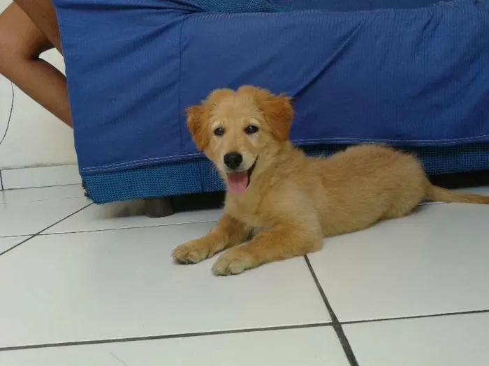 Cachorro ra a golden retriver idade 2 a 6 meses nome Kira