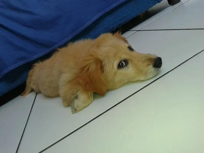Cachorro ra a golden retriver idade 2 a 6 meses nome Kira