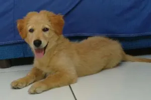 Cachorro raça golden retriver idade 2 a 6 meses nome Kira