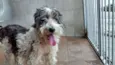 Docinho