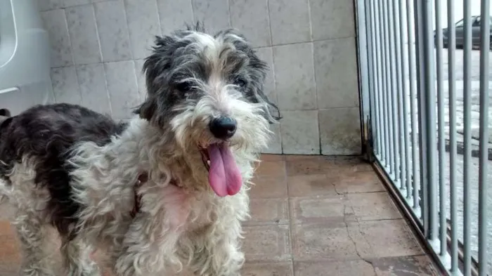 Cachorro ra a Vira late idade 1 ano nome Docinho