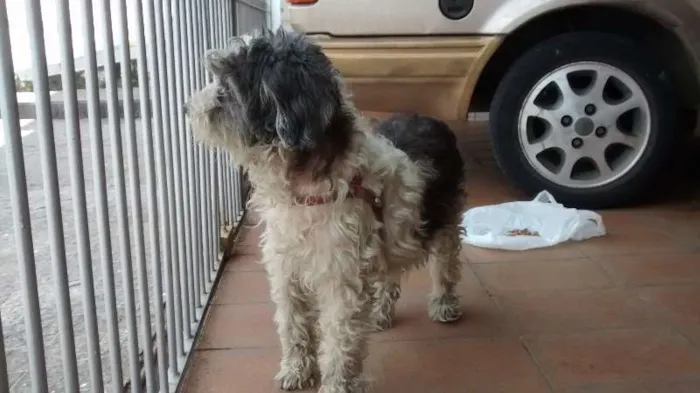 Cachorro ra a Vira late idade 1 ano nome Docinho