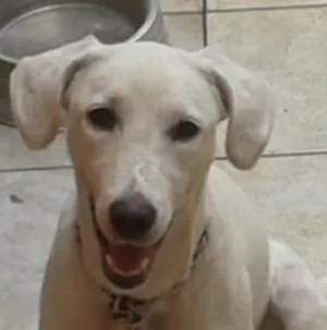 Cachorro raça Labrador e shitiso idade 7 a 11 meses nome Laka